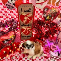 Boy # 1, a male Shih Tzu for sale in Honesdale, PA – Photo 9 of 9