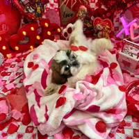 Boy # 1, a male Shih Tzu for sale in Honesdale, PA – Photo 3 of 9