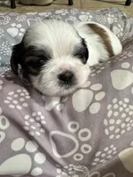 Boy # 1, a male Shih Tzu for sale in Honesdale, PA – Photo 3 of 8