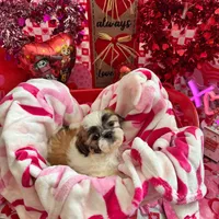 Boy # 1, a male Shih Tzu for sale in Honesdale, PA – Photo 4 of 9