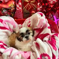 Boy # 1, a male Shih Tzu for sale in Honesdale, PA – Photo 2 of 9