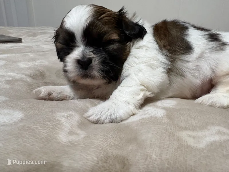 Baby boy  – Shih Tzu puppy for sale in Honesdale, PA
