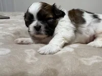 Baby boy , a male Shih Tzu for sale in Honesdale, PA – 1 of 5