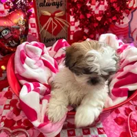 Female # 4, a female Shih Tzu for sale in Honesdale, PA – Photo 1 of 9