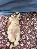 Female # 4, a female Shih Tzu for sale in Honesdale, PA – Photo 6 of 7