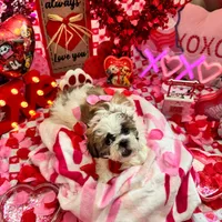 Female # 4, a female Shih Tzu for sale in Honesdale, PA – Photo 3 of 9