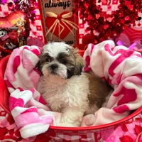 Female # 4, a female Shih Tzu for sale in Honesdale, PA – Photo 2 of 9