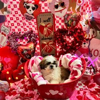 Female # 4, a female Shih Tzu for sale in Honesdale, PA – Photo 7 of 9