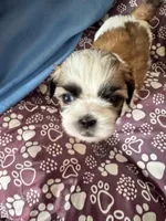 Female # 4, a female Shih Tzu for sale in Honesdale, PA – Photo 7 of 7