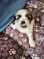 Female # 4, a female Shih Tzu for sale in Honesdale, PA – Photo 5 of 7