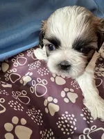 Female # 4, a female Shih Tzu for sale in Honesdale, PA – Photo 2 of 7