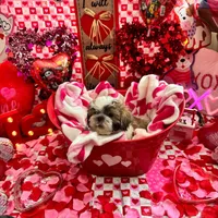 Female # 4, a female Shih Tzu for sale in Honesdale, PA – Photo 8 of 9