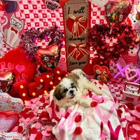 Female # 4, a female Shih Tzu for sale in Honesdale, PA – Photo 9 of 9