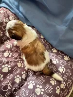 Female # 4, a female Shih Tzu for sale in Honesdale, PA – Photo 3 of 7