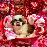 Female # 4, a female Shih Tzu for sale in Honesdale, PA – Photo 4 of 9
