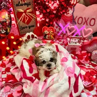 Female # 4, a female Shih Tzu for sale in Honesdale, PA – Photo 6 of 9