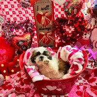 Female # 4, a female Shih Tzu for sale in Honesdale, PA – Photo 5 of 9