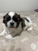 Baby boy , a male Shih Tzu for sale in Honesdale, PA – 2 of 5