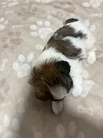 Baby boy , a male Shih Tzu for sale in Honesdale, PA – 5 of 5
