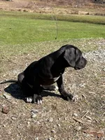 Black female # 1, a female Great Dane for sale in Honesdale, PA – Photo 5 of 6