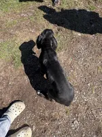 Black female # 1, a female Great Dane for sale in Honesdale, PA – Photo 4 of 6