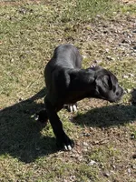 Black female # 1, a female Great Dane for sale in Honesdale, PA – Photo 2 of 6