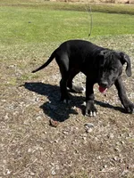 Black female # 1, a female Great Dane for sale in Honesdale, PA – Photo 6 of 6