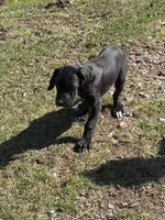 Black female # 1, a female Great Dane for sale in Honesdale, PA – Photo 3 of 6
