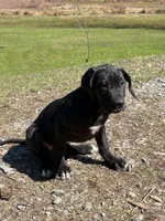 Black female # 1, a female Great Dane for sale in Honesdale, PA – Photo 1 of 6