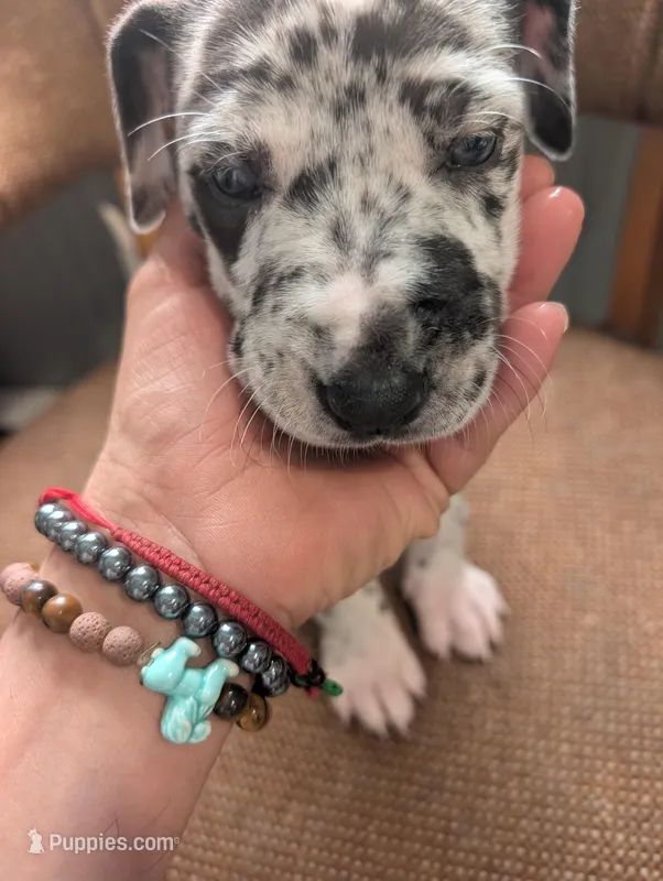 Puppy female harlequin # 2