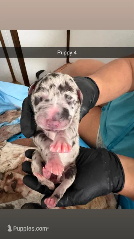 Puppy female harlequin # 2