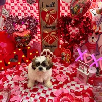 Female # 2, a female Shih Tzu for sale in Honesdale, PA – Photo 7 of 9