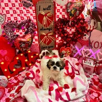 Female # 2, a female Shih Tzu for sale in Honesdale, PA – Photo 9 of 9