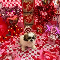 Female # 2, a female Shih Tzu for sale in Honesdale, PA – Photo 8 of 9