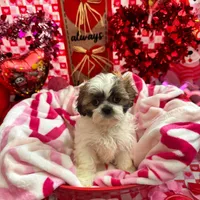 Female # 2, a female Shih Tzu for sale in Honesdale, PA – Photo 1 of 9