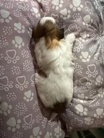 processed/a68eb1ca-9c9c-4f38-b300-3a328d5f66e7/listing/9afa5a82-574e-4e38-bf31-d8454d9e1c8d/50166e4a-dbb7-45c4-a333-4c80d6dcb9b8