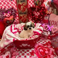 Female # 2, a female Shih Tzu for sale in Honesdale, PA – Photo 2 of 9