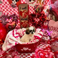 Female # 2, a female Shih Tzu for sale in Honesdale, PA – Photo 6 of 9