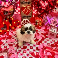 Female # 2, a female Shih Tzu for sale in Honesdale, PA – Photo 4 of 9