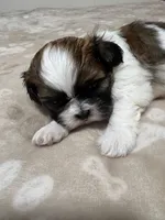 Baby boy , a male Shih Tzu for sale in Honesdale, PA – 4 of 5