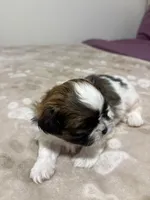 Baby boy , a male Shih Tzu for sale in Honesdale, PA – 3 of 5