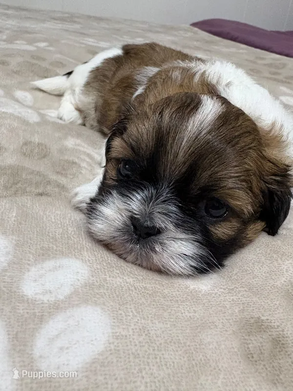 Baby female  – Shih Tzu puppy for sale in Honesdale, PA
