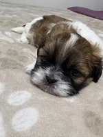 Baby female , a female Shih Tzu for sale in Honesdale, PA – 1 of 3