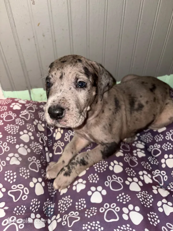 Puppy female Merle # 3