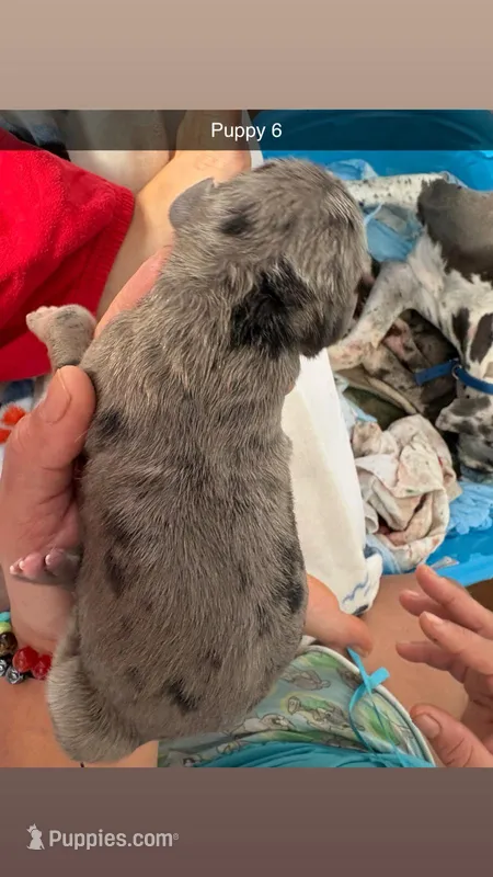 Puppy female Merle # 3