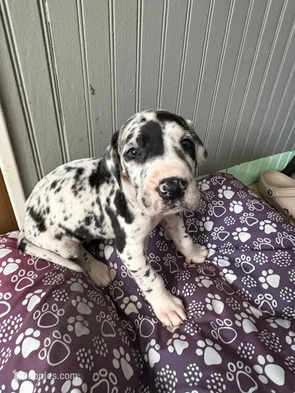 Puppy female harlequin # 5