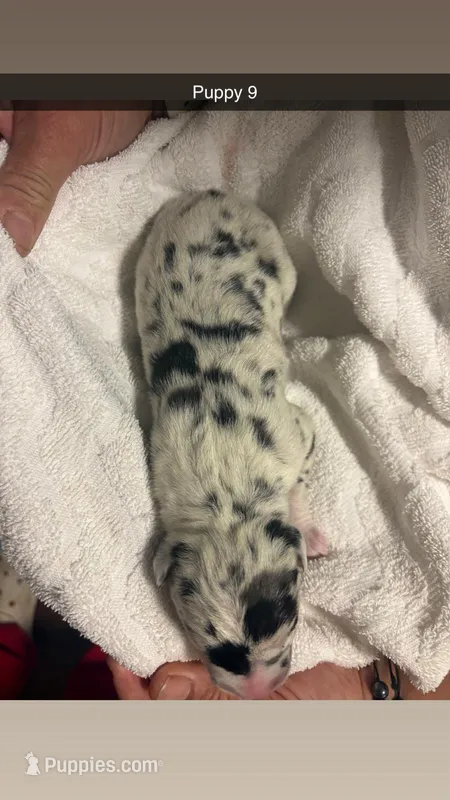 Puppy female harlequin # 5