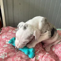 Puppy male harlequin # 3, a male Great Dane for sale in Honesdale, PA – Photo 6 of 7