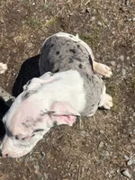 Puppy male harlequin # 3, a male Great Dane for sale in Honesdale, PA – Photo 5 of 6