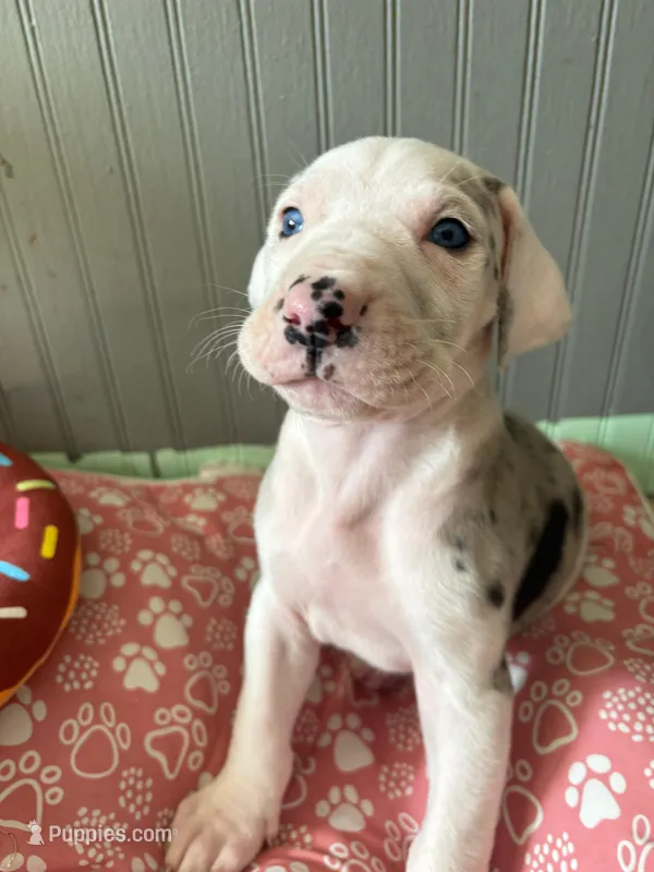 Puppy male harlequin # 3